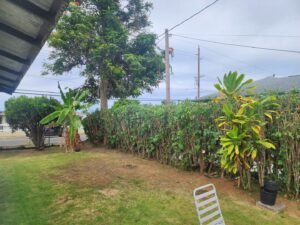 A neatly and recently trimmed hedge line in a residential backyard, showcasing services by ALOHA TREE CARE in Meridian, ID.