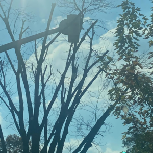 A recently trimmed tree with many branches removed by High Definition Tree Service LLC in Crown Point, IN.