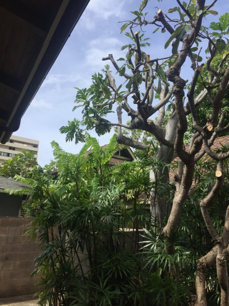 A tree with freshly cut branches, showing the results of a professional trimming service by Starfarm Tree Service Hawaii in Kapolei, HI.