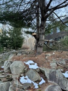 A red spider lift, specialized tree service equipment, used by Cassella Tree Service in South Portland, ME.