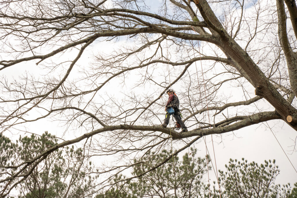 A Redfern Tree Service arborist climbing a large tree with ropes and harness for trimming in Roswell, GA.