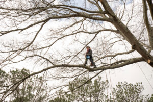 A Redfern Tree Service arborist climbing a large tree with ropes and harness for trimming in Roswell, GA.