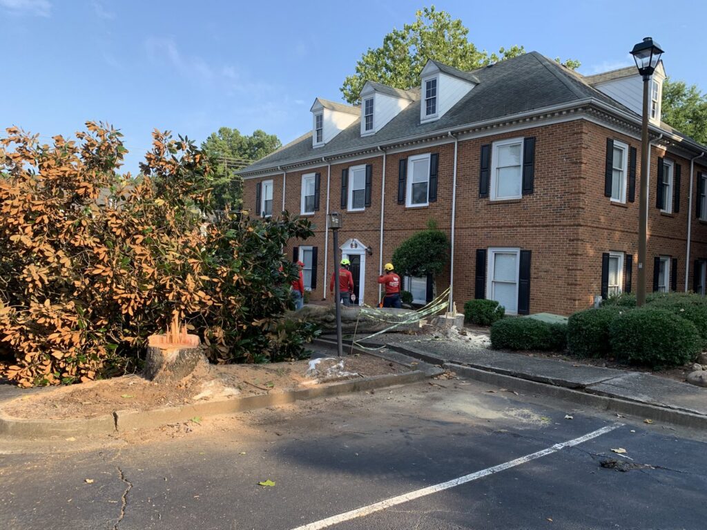 Redfern Tree Service workers clearing debris after a stump removal job in Roswell, GA.