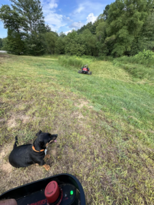 A remote-controlled lawnmower cutting grass in a field, a service provided by Mighty Mouse Services in Winston-Salem, NC.