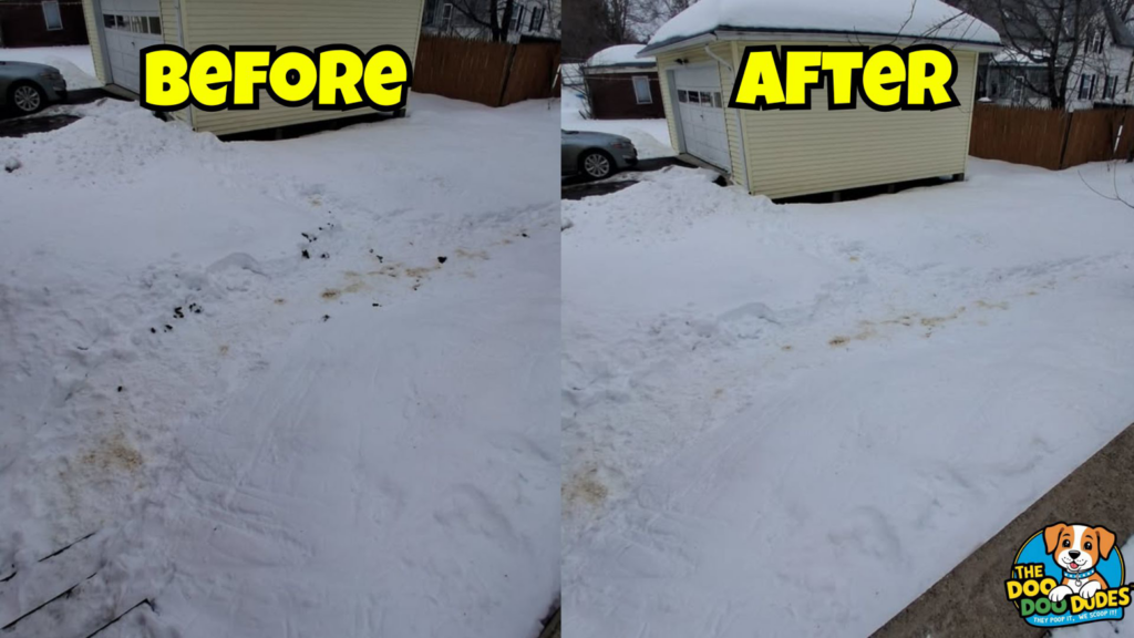 Residential dog poop removal service shown before and after by The Doo Doo Dudes in Lewiston, ME.