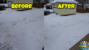 Residential dog poop removal service shown before and after by The Doo Doo Dudes in Lewiston, ME.