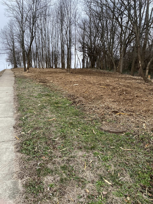 Residential land clearing with forestry mulching completed by Noble Landworks, showing a clean area next to a sidewalk in Georgetown, KY.