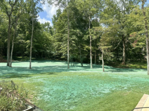 A large residential lawn area after hydroseeding for erosion control by Tennessee Valley Erosion Control in Huntsville, AL.