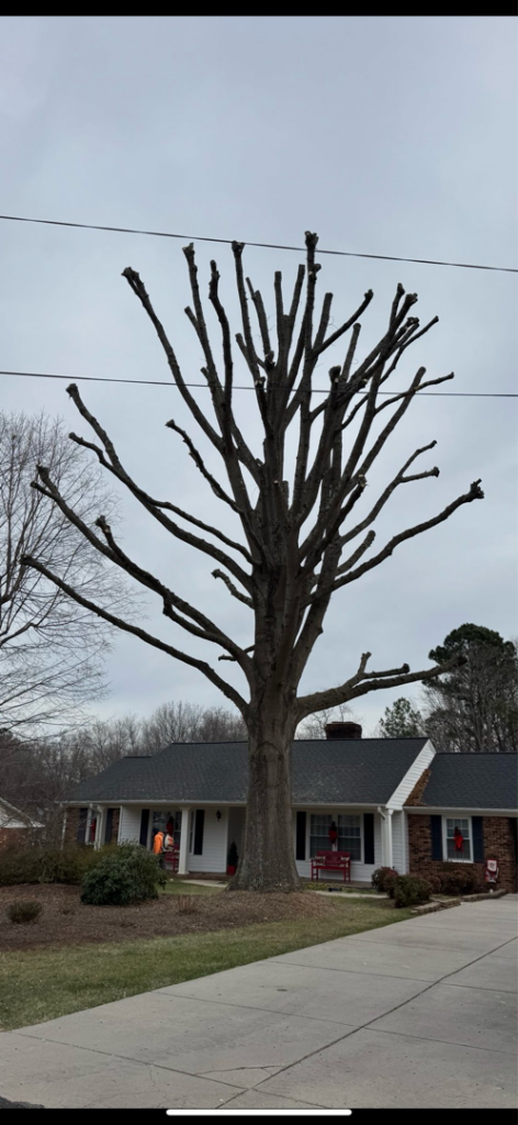 A large tree in front of a residential home, expertly pruned and topped by J-1 tree Service in Raleigh, NC.