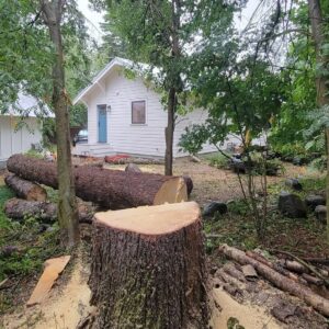 A large tree stump and cut logs in a residential area after tree removal by Flathead Tree Services in Kalispell, MT