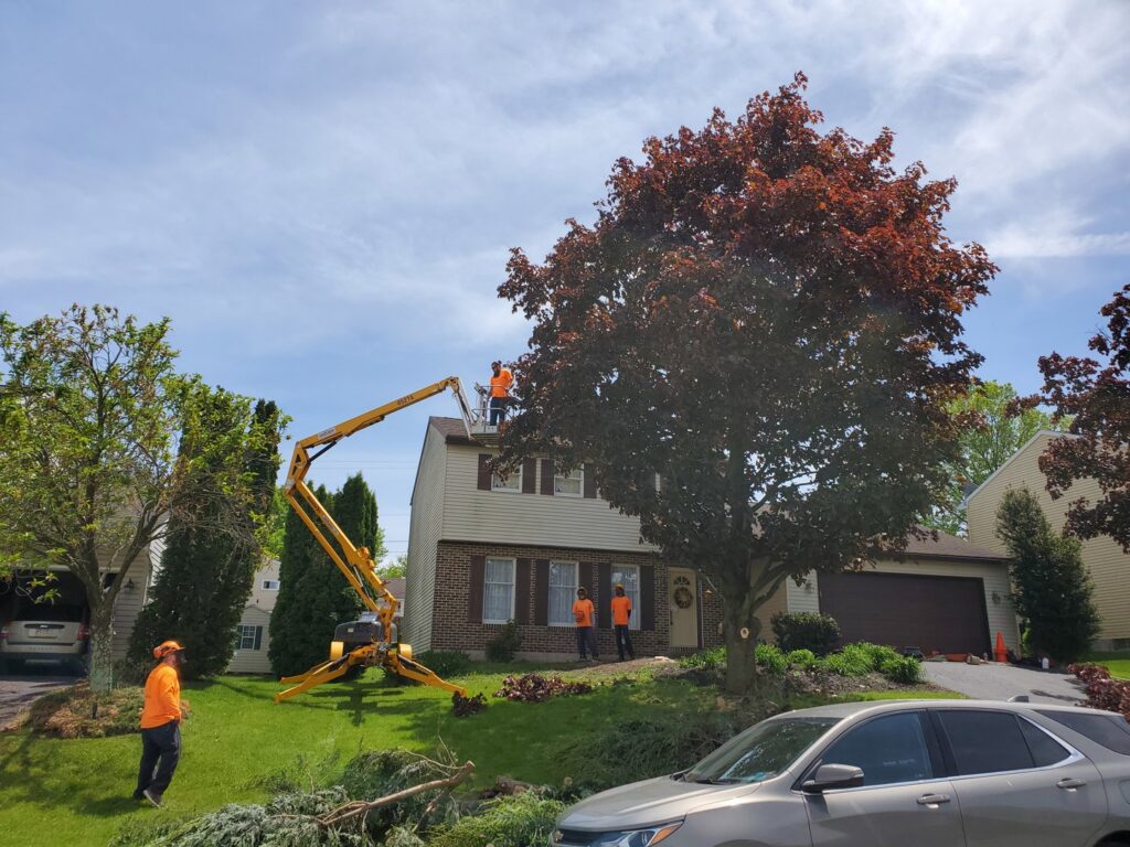 Workers using a spider lift for residential tree trimming services by Morgan Brothers Tree Care Solutions in Birdsboro, PA