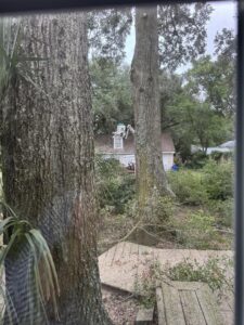 A bucket lift performing residential tree work by Stewart Tree Service in Mount Pleasant, SC.