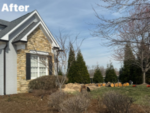 A residential yard after professional tree removal, showing stumps and wood chips from Cornerstone Landscaping in Phoenix, AZ.