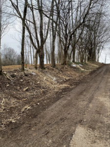 Roadside brush clearing and forestry mulching completed by Noble Landworks, showing a clean edge in Georgetown, KY.