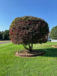 A perfectly rounded Japanese maple tree after professional pruning by Cut'em Up Tree Care of Delaware in Seaford, DE.