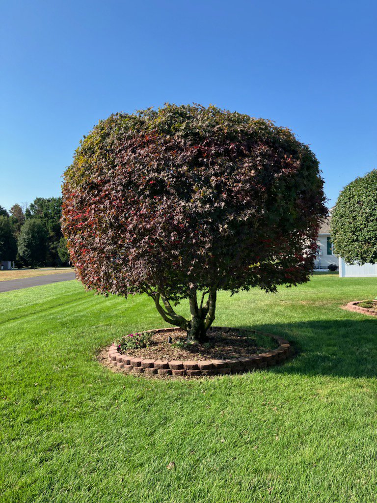 A perfectly rounded Japanese maple tree after professional pruning by Cut'em Up Tree Care of Delaware in Seaford, DE.