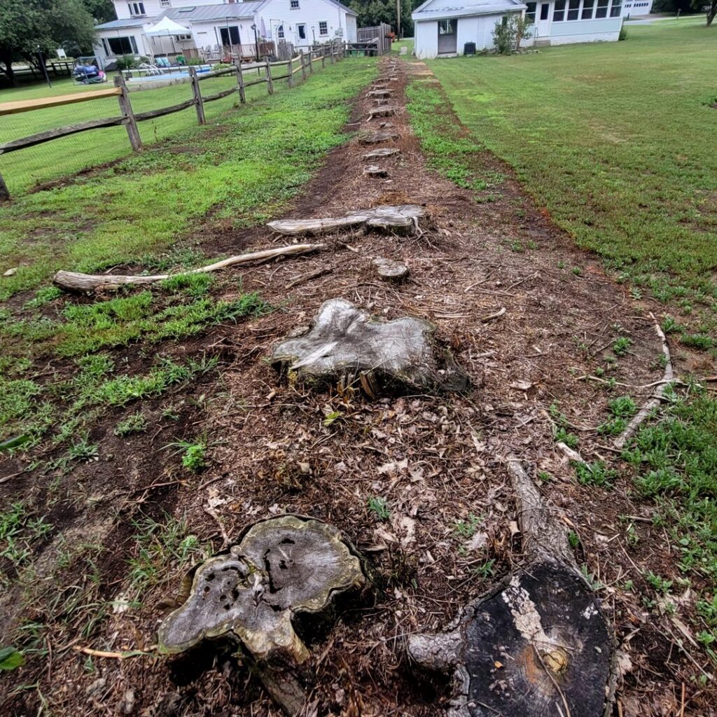 A row of tree stumps along a path, awaiting grinding and removal by Green Mtn Stump Grinding in Montpelier, VT.