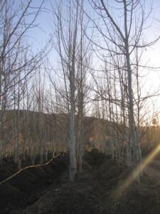 Rows of bare-branched trees growing in a nursery field by Trees Inc - Wyoming in Jackson, WY