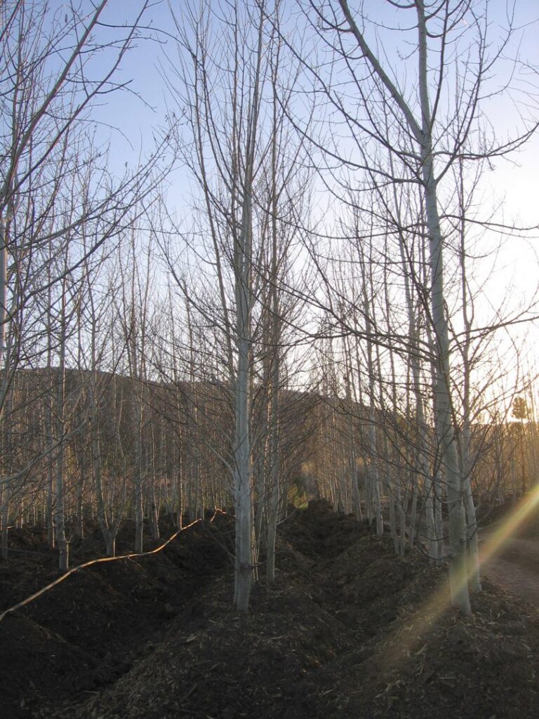 Rows of bare-branched trees growing in a nursery field by Trees Inc - Wyoming in Jackson, WY