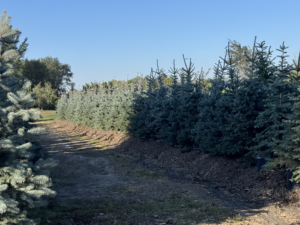 Rows of healthy evergreen trees growing in a nursery managed by Hartington Tree in Yankton, SD.