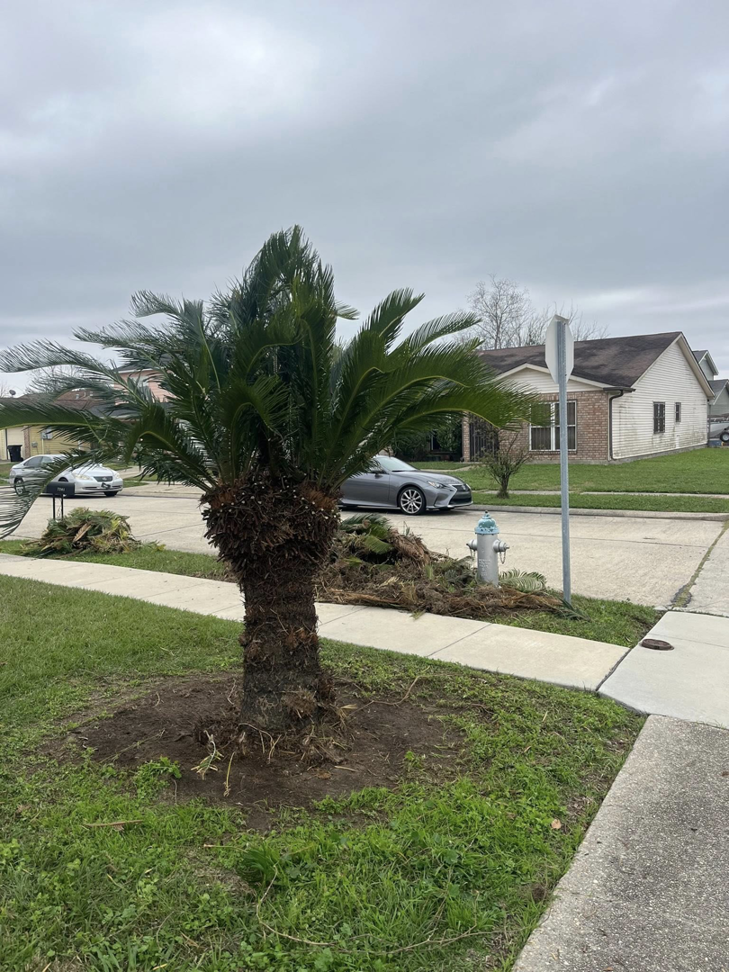 A sago palm tree after professional trimming by Mr Reliable Ground Works in New Orleans, LA