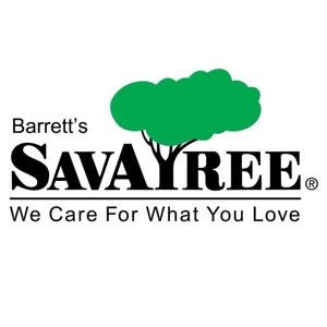 Savatree Burlington, VT