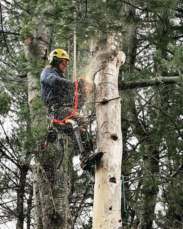 A Sennebogen machine grappling large tree branches next to a wood chipper for Dark Arbor Tree Care in Portland, ME.