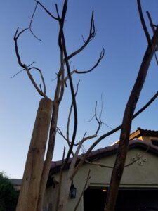 A severely pruned tree with bare branches, showcasing a significant tree trimming service by No Bull Trees in Surprise, AZ.