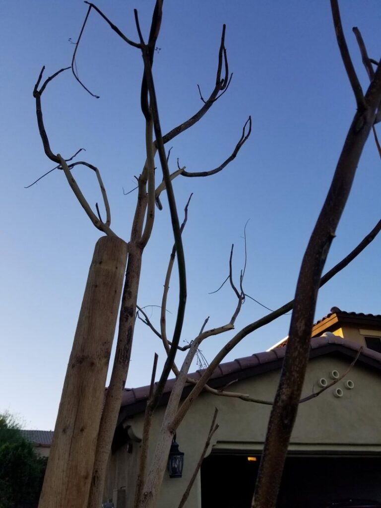 A severely pruned tree with bare branches, showcasing a significant tree trimming service by No Bull Trees in Surprise, AZ.