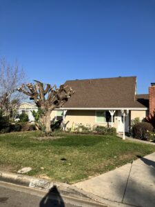 A severely pruned tree in a residential front yard after service by acostatreeservice in Miami, FL.