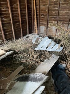The interior of a shed filled with dried weeds, debris, and various items, indicating a junk removal job by Prestige Junk Removal & Hauling in Detroit, MI.