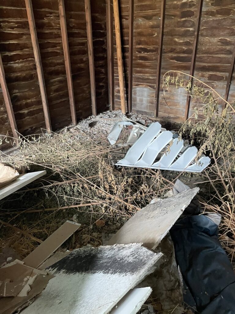 The interior of a shed filled with dried weeds, debris, and various items, indicating a junk removal job by Prestige Junk Removal & Hauling in Detroit, MI.