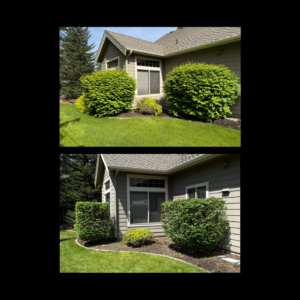Before and after photos of expert shrub pruning service by The Tree Brothers, LLC in Spokane, WA