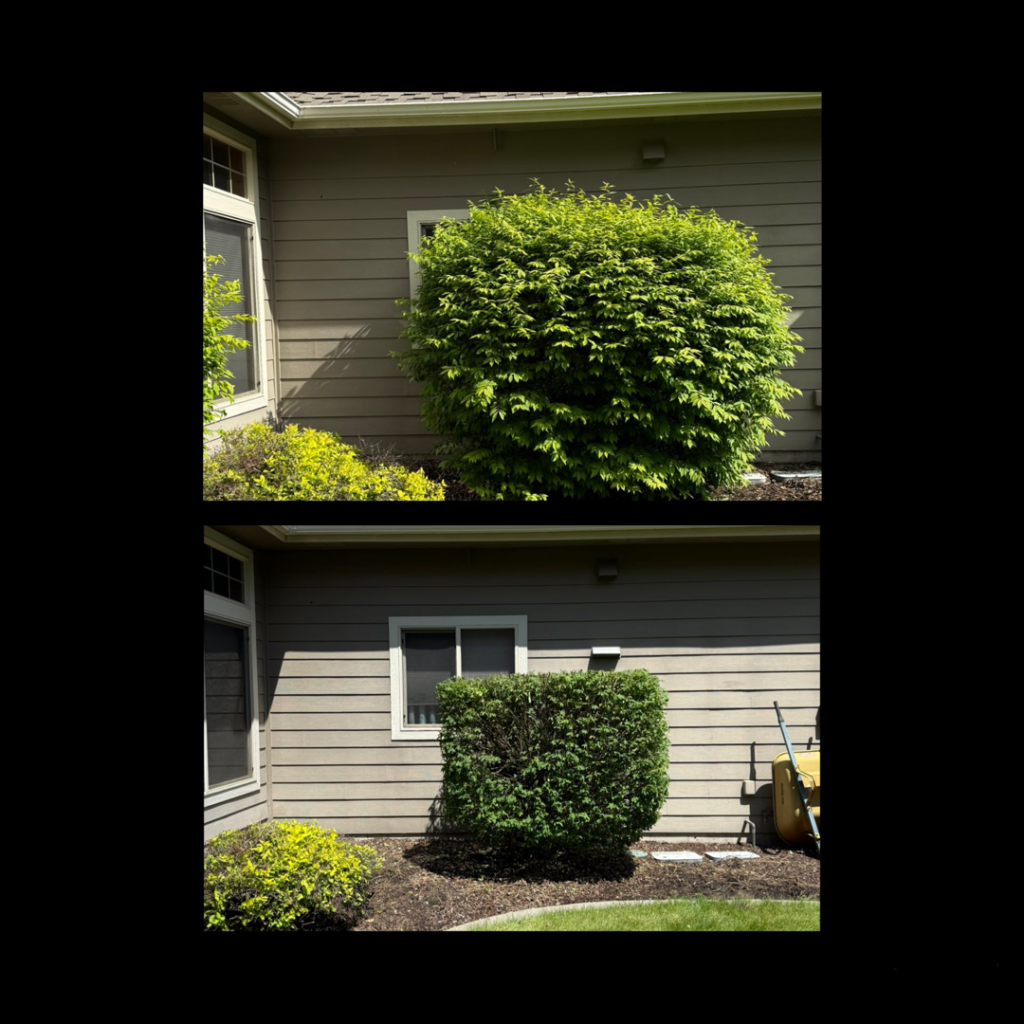 Before and after photos of professional shrub trimming by The Tree Brothers, LLC in Spokane, WA