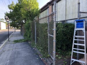 Overgrown shrubs along a fence line that have been recently trimmed, with debris on the ground, by Cabral's Landscaping in East Providence, RI.