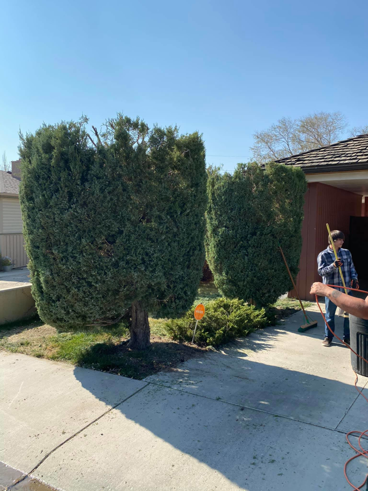 A professional shrub trimming service being performed by All American Arborists in Rock Springs, WY.
