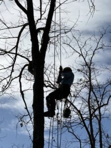 A silhouette of an arborist climbing a tree with ropes and harness, performing tree work for Knotty Branches Tree Service in Macon, GA.