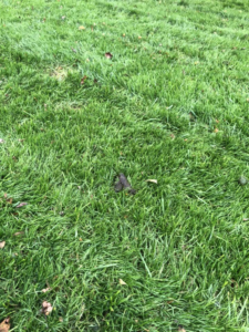 A single pile of pet waste on a well-maintained green lawn, ready for cleanup by Poopin Scoopin Cowboy in Edmond, OK.