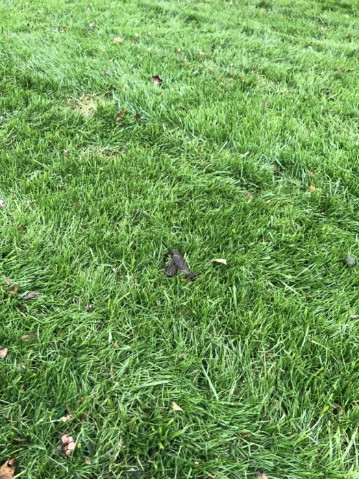 A single pile of pet waste on a well-maintained green lawn, ready for cleanup by Poopin Scoopin Cowboy in Edmond, OK.
