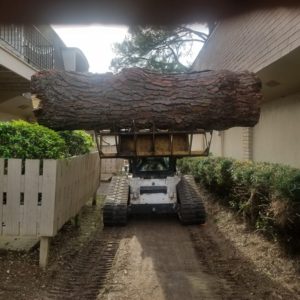 A tracked skid steer hauling a large tree trunk, demonstrating tree removal services by Tree Worx in Darlington, PA.