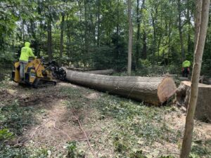 A skid steer moving a large fallen tree trunk in a wooded area for Green Woods Sawmill & Tree service in Bowie, MD.