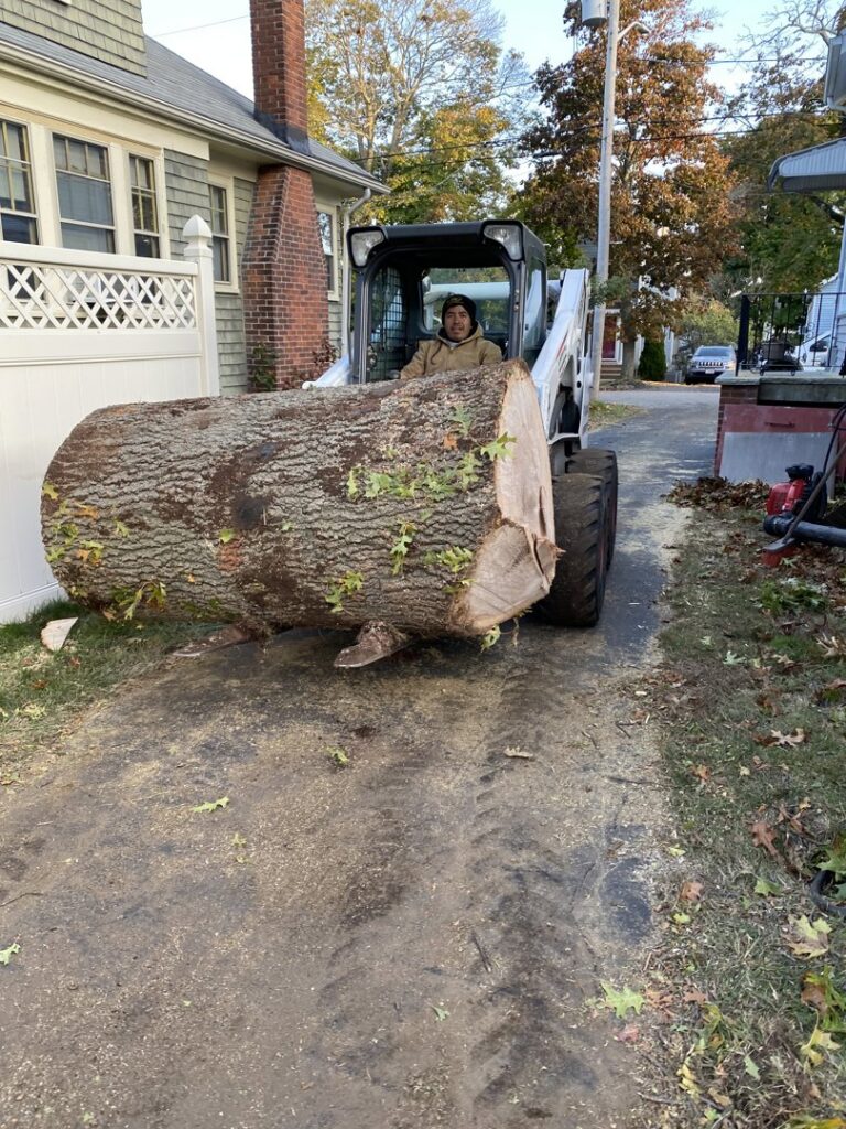 A skid steer moving a large tree log during a tree removal project by Edgar&son's landscaping in Boston, MA