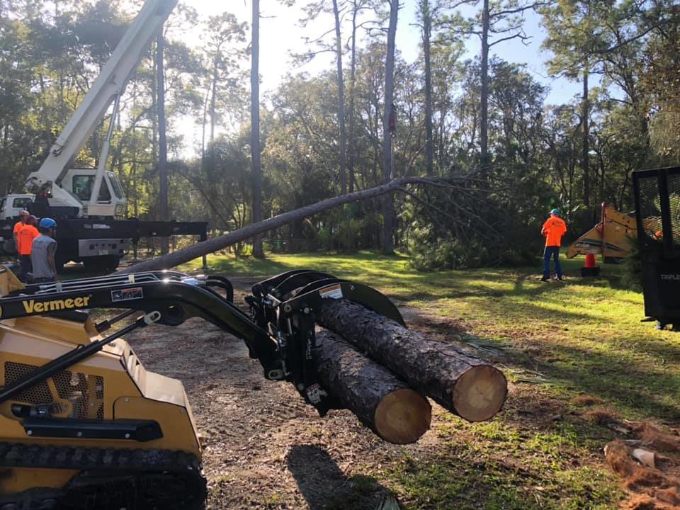 A skid steer moving logs with a grapple attachment during a tree removal project by Blaze Tree Service Inc in Orlando, FL