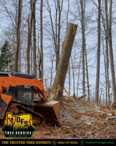 A skid steer with a tree shear attachment removing a tree in a wooded area for OFS Tree Service LLC in Medford, OR.
