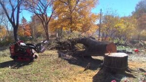 A mini skid steer with a grapple attachment next to a large fallen tree trunk and stump, demonstrating tree removal by 91Tree 81Sticks Tree Service in Kansas City, MO.