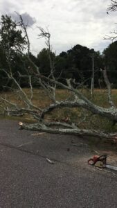 Two skid steers with attachments performing land clearing and brush removal in a wooded area for Trinity Tree Service in Cumming, GA.