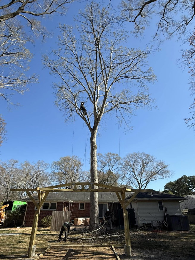 A skilled Kono Tree Care arborist climbing a tall tree for removal or pruning services in Virginia Beach, VA.
