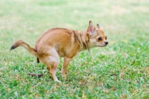 A small dog pooping on green grass, illustrating the need for Terds Poop Removal services in Council Bluffs, IA