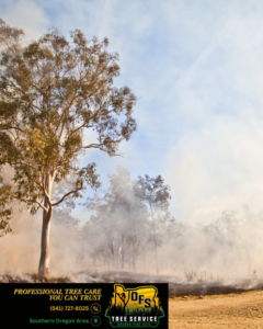 Smoke lingering in a forest after a fire, indicating post-fire tree assessment and cleanup services by OFS Tree Service LLC in Medford, OR.