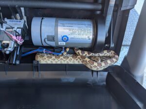 A snake coiled inside a treadmill, requiring removal and potential repair services from Sonoran Wildlife Services in Tucson, AZ.